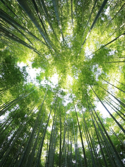 worms eye view of forest during day time